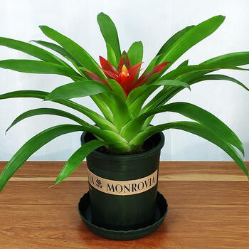 植物好活易养水塔花盆栽 室内家里花卉客厅红运当头鸿运当头花卉盆栽