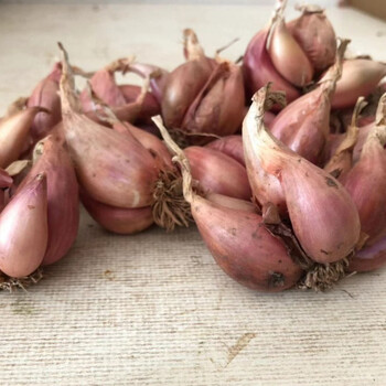 老农夫四川新鲜红葱头盆栽蔬菜火葱25斤黄葱头两斤装