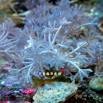 闪千手 海水珊瑚白鬼爪澳洲日本斐济加勒比活体珊瑚快递包活 美国闪