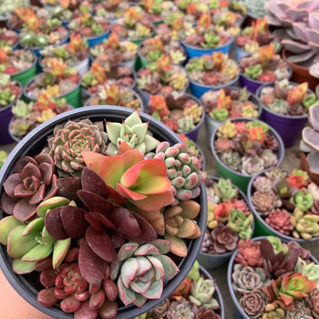 多肉植物肉肉植物组合小花卉盆栽室内多肉套餐多肉植物新款如图随机搭配11品种带盆 图片价格品牌报价 京东