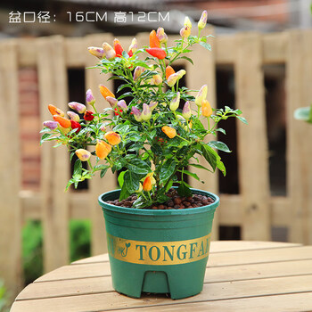 观赏辣椒盆栽苗可食用新鲜彩色树苗阳台庭院植物室内绿植好养 带果发货/多年生/七彩辣椒2年苗【加仑盆】 含盆
