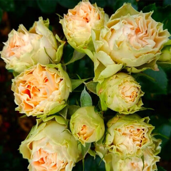 棒棒糖树状月季树大花朵月季花苗特大花四季庭院老桩新品z1 古董蕾丝