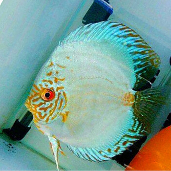 荣郁 名彩七彩神仙鱼  鱼苗2-3肉身老虎狗 活体包损耗 老虎狗 含尾2.