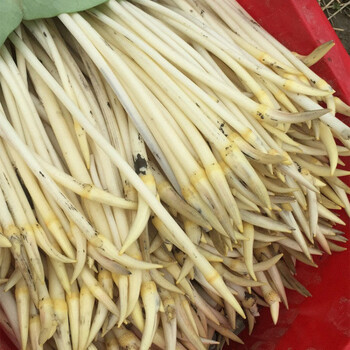 晨臻现摘现发新鲜藕带藕肠子嫩藕带藕哨子新鲜蔬菜农家特产1斤装冷链