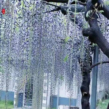 穗紫藤萝花苗爬藤植物藤蔓紫藤花树苗盆栽老桩四季开花庭院 九尺蓝藤