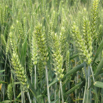 哺食旺新鲜青麦仁鲜麦仁青稞绿麦粒小麦籽速冻嫩麦籽青麦仁五谷杂粮2