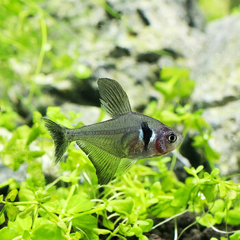 青青自然黑旗扯旗灯热带小型迷你观赏鱼热带淡水好养群游宠物鱼黑旗鱼