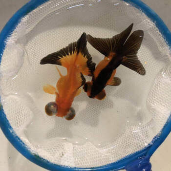 金鱼活鱼观赏鱼淡水鱼冷水鱼小型鱼苗红鲫鱼饲料鱼78cm包金蝶尾1条