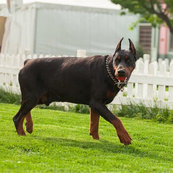 【30天保障】杜宾犬幼犬幼崽纯种宠物狗狗 颜值s级 公【图片 价格