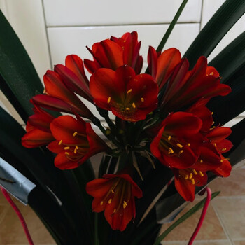 君子兰苗花室内黑金刚君子兰花卉绿植盆栽植物盆栽君子兰苗 黑金刚1叶