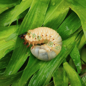 独角仙幼虫 l3  成虫 甲虫宠物活体易养另类热门 新手套餐 【仙幼虫】