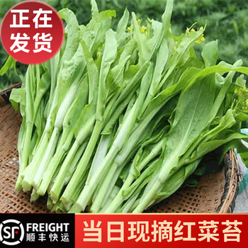 秋颖红菜苔5斤 【顺丰】 新鲜菜苔湖北紫蔬菜菜薹 农家自种 1500g青苔