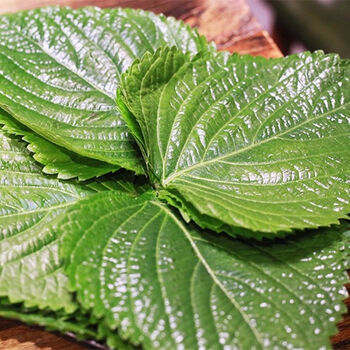 苏子叶新鲜蔬菜紫苏叶当季叶菜绿色农家现摘韩国烤肉包肉饭蘸酱菜现摘