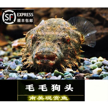 boussac斑马狗头鱼皇冠毛毛狗头鱼木瓜狗头潜水艇凶猛淡水观赏鱼毛毛
