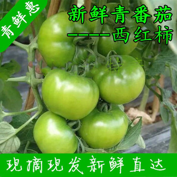 现摘5斤装青西红柿新鲜蔬菜孕妇酸绿未成熟生番茄青番茄绿番茄5斤 图片价格品牌报价 京东 现摘5斤装青西红柿新鲜蔬菜孕妇酸绿未成熟生番茄青番茄绿番茄5斤 图片价格品牌报价 京东