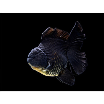 荣郁 百褶金鱼精品活鱼进口f1泰狮红白菠萝泰师百褶裙好养包活国粹 7