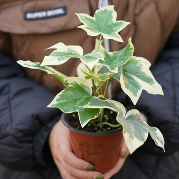 盆栽四季常绿木本植物金叶绿植耐热多年生阳台庭院 苗情参考 不含盆