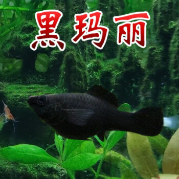 杯莫停玛丽鱼胎生鱼金银黑皮球玛丽鱼除油膜金鱼孔雀鱼红箭鱼小型热带鱼黑玛丽鱼5条3 5cm 图片价格品牌报价 京东 杯莫停玛丽鱼胎生鱼金银黑皮球玛丽鱼除油膜金鱼孔雀鱼红箭鱼小型热带鱼黑玛丽鱼5条3 5cm 图片价格品牌报价 京东
