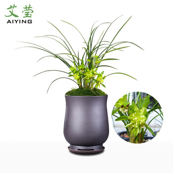 艾莹兰花苗春兰菊型奇花余蝴蝶冬带浓香花苞出售好养室内花卉绿植盆栽送礼1棵2苗连体裸根 图片价格品牌报价 京东 艾莹兰花苗春兰菊型奇花余蝴蝶冬带浓香花苞出售好养室内花卉绿植盆栽送礼1棵2苗连体裸根 图片价格品牌报价 京东