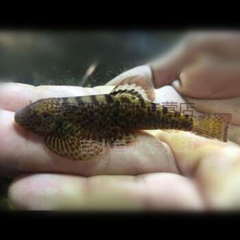 【冷水清洁工】冷水清道夫吸鳅樱口鳅鼠鱼 小精灵鱼 除藻鱼吃垃圾