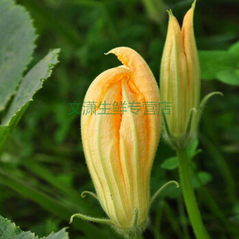 新鲜南瓜花番瓜花可食用蔬菜花农家自种现摘现发酒店饭店餐饮食材2斤 图片价格品牌报价 京东
