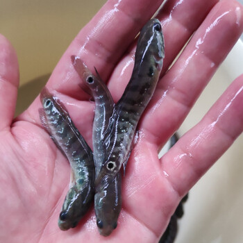 工匠头七星鱼鱼苗月鳢山斑鱼花星鱼观赏鱼点称鱼冷水鱼淡水鱼苗活体