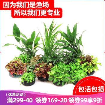 云峰海瑞水草用品:优质选择
