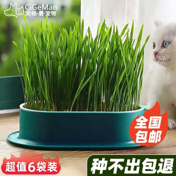 茨格曼猫草种子价格走势及口碑分析