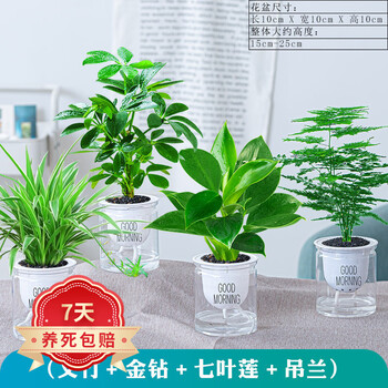花卉植物室内花办公桌面净化空气水培小绿植好养易活驱蚊盆栽 净化空气套餐 金钻 七叶莲 文竹 吊兰带盆栽好 图片价格品牌报价 京东