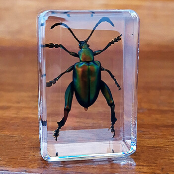 标本新品真昆虫树脂标本琥珀蝗虫螃蟹金龟子蜜蜂苍蝇蚂蚁蜘蛛贝类紫金