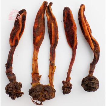 优选伟博官方旗舰西藏特产回春草50克阳元草肾阳草续硬劲草顶天柱归