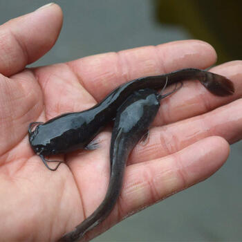 鲶鱼苗活体淡水埃及塘鲺鱼苗贵州好养殖八须革胡子埃及土鲶鱼苗20条68