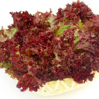 罗莎红 新鲜蔬菜沙拉食材紫叶红叶生菜西餐罗沙红生菜 500g