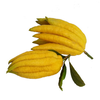 金华新鲜佛手柑佛手果食用佛手瓜佛手香橼清供观赏把玩小佛手果 无枝