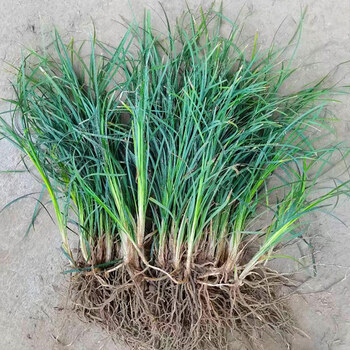 成长高/细叶麦冬/5斤净草 10cm以下
