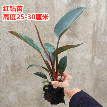 xmsj红钻金钻大叶盆栽绿植花卉落地居家大型花卉四季常青好养室内植物