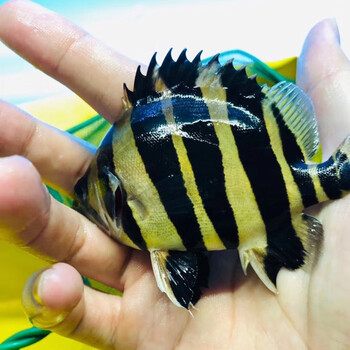 jypet虎鱼苗泰北虎印尼四纹三纹虎金龙鱼活体配鱼泰国苏门答腊虎鱼苗