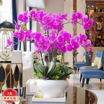 精品大花蝴蝶兰盆栽植物室内兰花花卉绿植 粉蝴蝶 5年大苗【不带盆】
