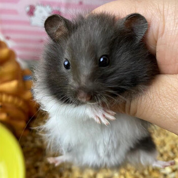 金丝熊仓鼠活体包活自家繁殖仓鼠宠物情侣小仓鼠幼崽活物 长毛奶牛1只