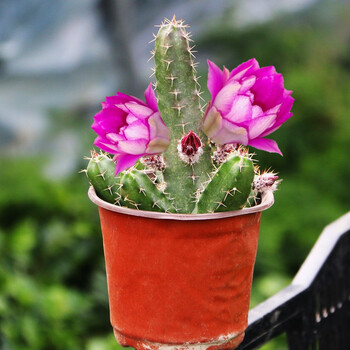 毛毛虫白檀仙人掌仙人指盆栽垂吊开花多肉植物花卉室内室外常青花犀牛