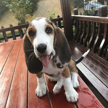 【45天保障】巴吉度犬幼犬幼崽活体狗狗活体巴吉度 颜值s级 公