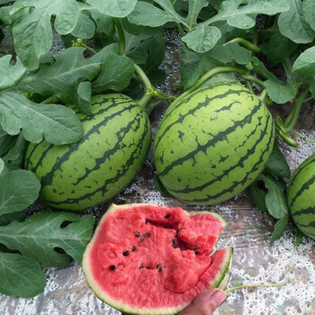 2k薄皮早春红玉西瓜水果多汁香甜西瓜 带箱3斤(2.4-3.3斤)