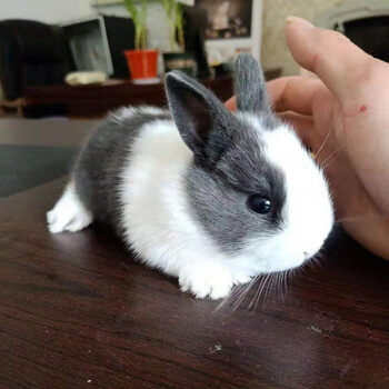 灰白道奇兔 一只母兔【图片 价格 品牌 报价】-京东