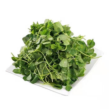 苜蓿菜3斤新鲜当季食用产地直销现摘现发露天头茬野菜蔬菜嫩草苜蓿芽3