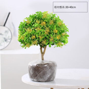 室内花卉:步恋系列,质优价廉受欢迎的选择