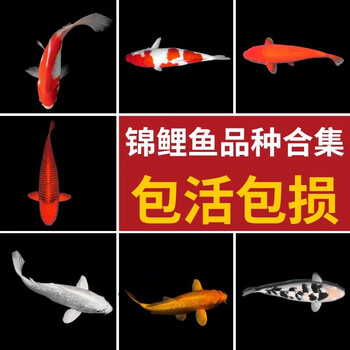 CRAZY PLANT锦鲤活鱼观赏鱼好养耐活冷水淡水鱼金鱼活鱼纯种锦鲤鱼 【6-8CM】随机花色锦鲤3条