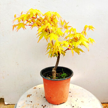 盆景红舞姬盆栽老桩四季红枫树苗带叶子室内阳台庭院植物6年矮化黄金