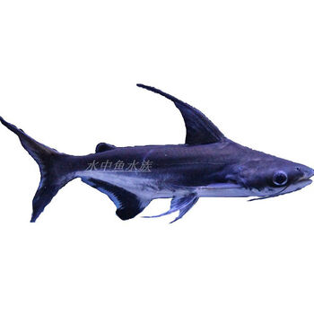 淡水鲨鱼成吉思汗鲨蓝鲨大白鲨虎头鲨白化鲨凶猛热带鱼观赏鱼活体 汗