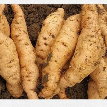 生地   鲜生地黄传统滋补品 500g