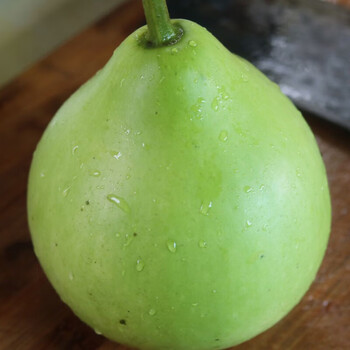 瓠瓜种子青玉长瓠短瓠圆蒲菜葫芦地蒲白瓜高产瓠子瓜菜瓜种苗春季 圆